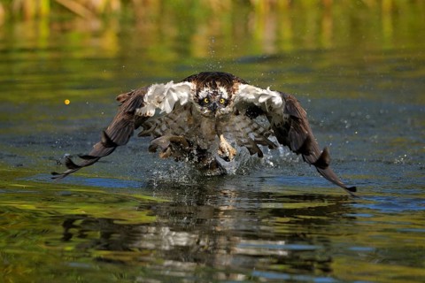 Osprey (Pandion haliaetus) taking flight after a successful hunt with Rainbow Trout (Oncorhynchus mykiss) as prey