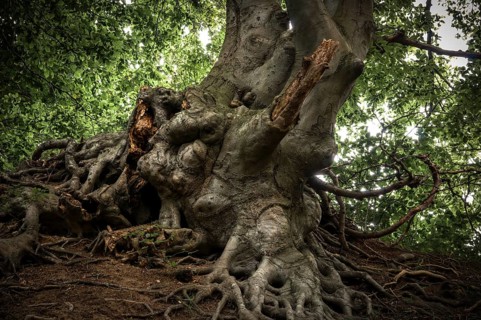 Ancient Beech (Fagus) in a forest