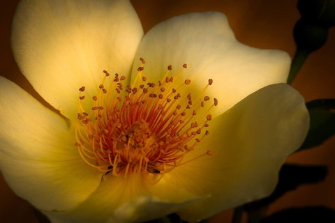 Garden Rose Spring Gold (Rosa pimpinellifolia var. hispida x Joanna Hill)