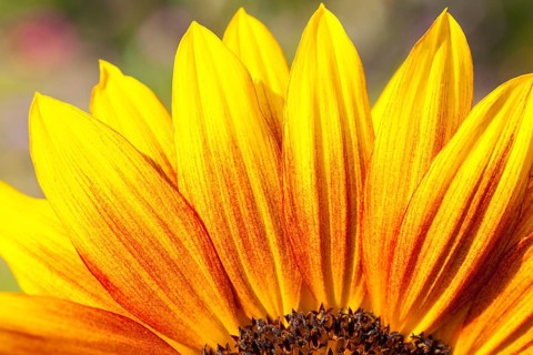 Inflorescence of a Sunflower (Helianthus annuus)