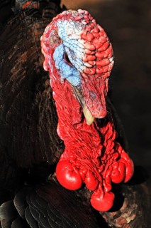 Turkey (Meleagris gallopavo)