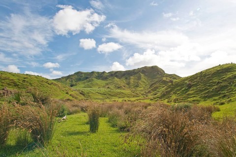 Landscape with green hills and rushes