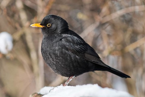 Blackbird (Turdus merula)