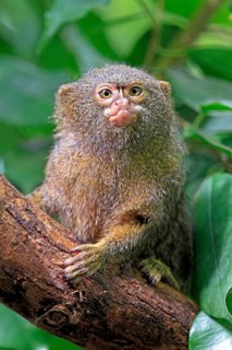 Pygmy Marmoset (Cebuella pygmaea)