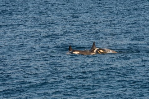 Killer Whales or Orca (Orcinus orca)