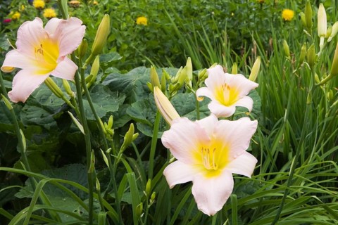 Pink and yellow daylilies (Hemerocallis)