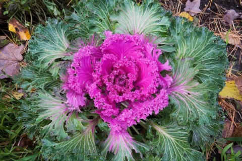 Ornamental cabbage (Brassica oleracea