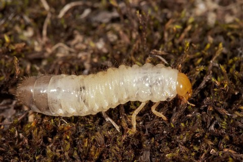Scarab Beetle (Scarabaeidae sp.) larva