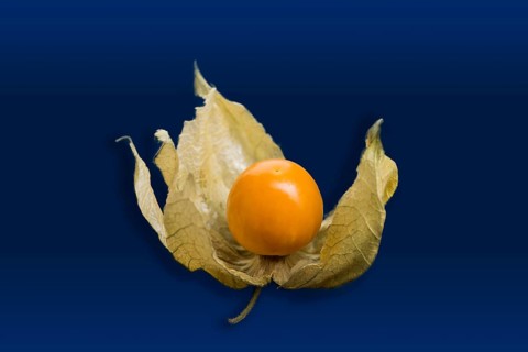 Chinese Lantern Fruit or Cape Gooseberry (Physalis peruviana)