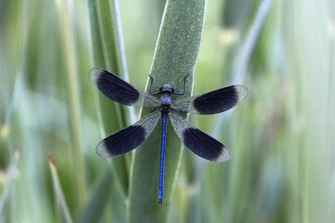 Banded Demoiselle (Calopteryx splendens) in the morning dew
