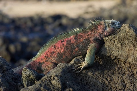 Marine Iguana (Amblyrhynchus cristatus)