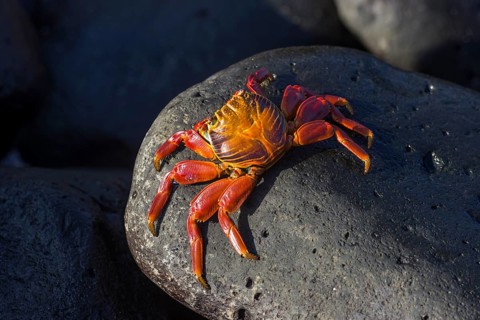Red Rock Crab (Grapsus grapsus)