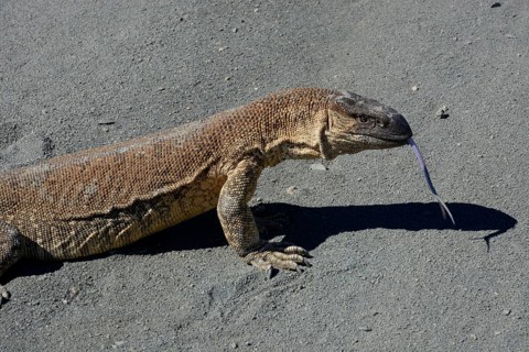 Rock Monitor (Varanus albigularis)