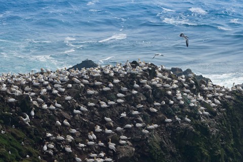 Gannet colony