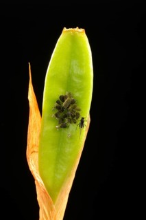 Colony of adult Aphids (Aphididae) on a Lily (Lilium)