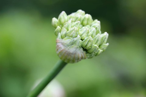 Bud of Black Garlic or Flowering Onion (Allium nigrum)
