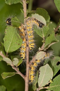Caterpillars of Buff-tip Moths (phalera bucephala) feeding on an Eared Sallow Bush (Salicetum auritae)