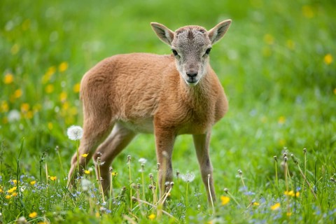 European Mouflon (Ovis ammon Musimon)