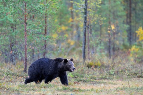 Brown Bear (Ursus arctos) in the autumnally coloured taiga or boreal forest