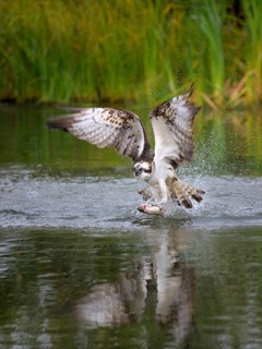 Osprey (Pandion haliaetus) taking flight after a successful hunt with Rainbow Trout (Oncorhynchus mykiss) as prey
