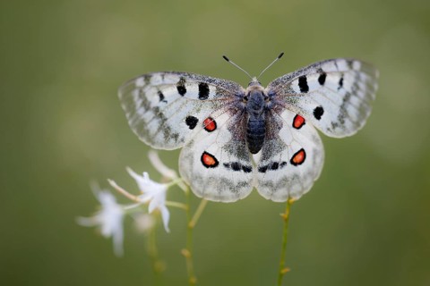 Apollo or Mountain Apollo (Parnassius apollo) butterfly sitting on a grass lily