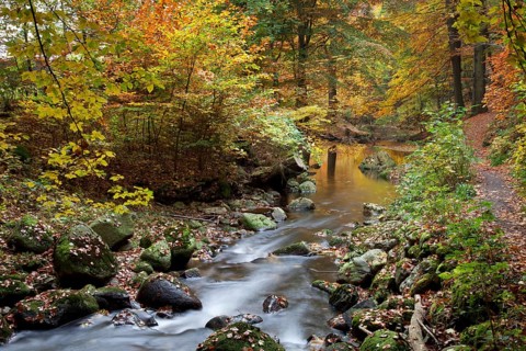 Ilse River in Ilsetal valley in autumn