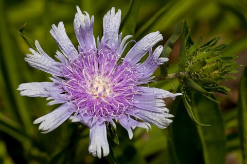 Cornflower Aster or Stokes' Aster (Stokesia laevis)