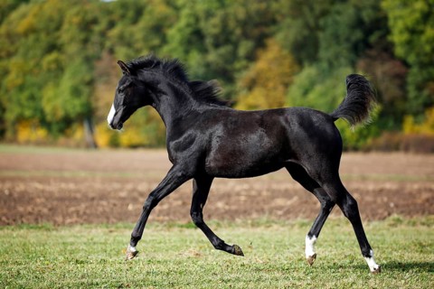 Black Wuerttemberg foal