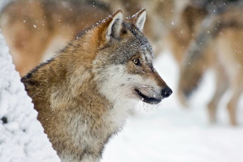 Wolf (Canis lupus)