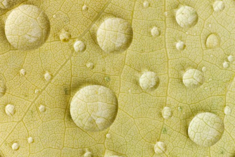 Dew drops on a beech leaf