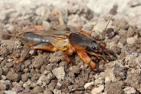 European Mole Cricket (Gryllotalpa gryllotalpa)
