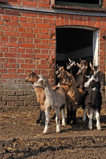 Goatlings or kids standing in front of a barn door on an organic farm