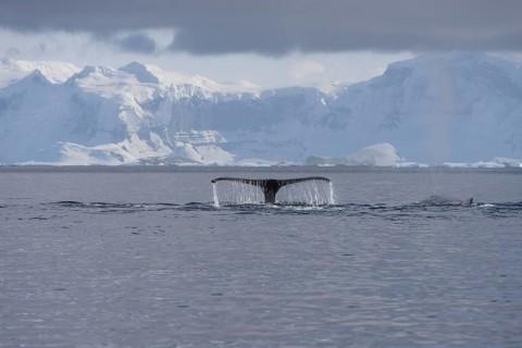 Fluke of a Humpback Whale (Megaptera novaeangliae)