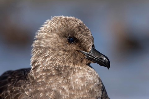 South Polar Skua (Stercorarius maccormicki)