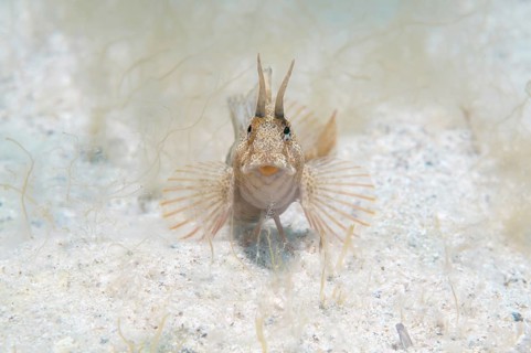 Tentacled Blenny (Parablennius tentacularis)