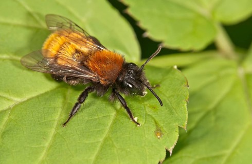 Tawny Mining Bee (Andrena fulva)