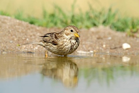 Corn Bunting (Emberiza calandra) washing itself