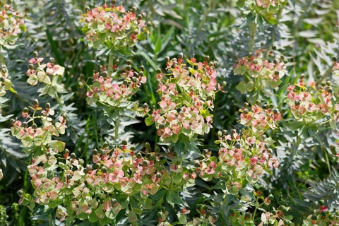 Flowering Myrtle Spurge (Euphorbia myrsinites)