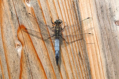Black-tailed Skimmer (Orthetrum cancellatum)
