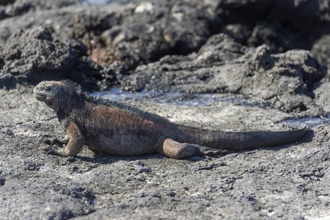 Marine Iguana (Amblyrhynchus cristatus)