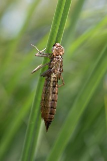 Emperor Dragonfly (Anax imperator)
