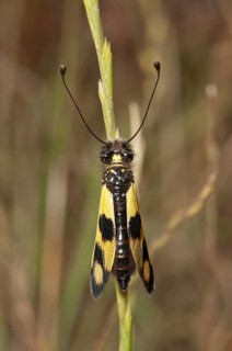 Diurnal Owlfly (Libelloides macaronius)