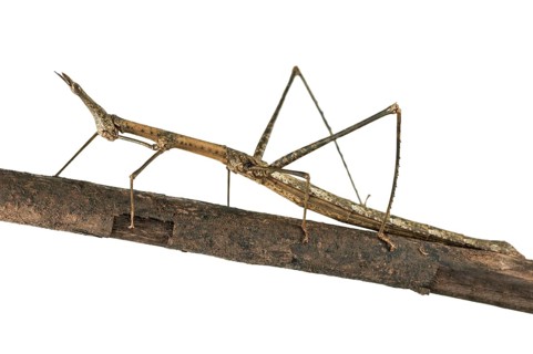 Horse Head Grasshopper (Pseudoproscopia latirostris)