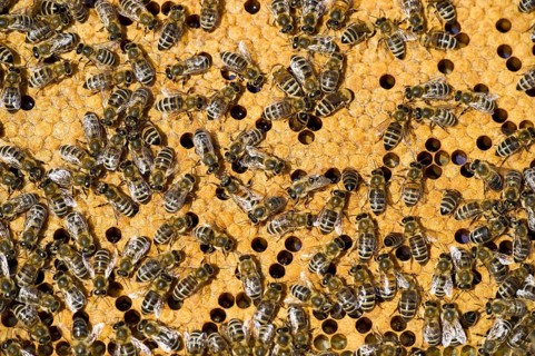 Honey Bees (Apis sp.) on a honeycomb
