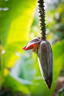 Banana flower (Musa paradisiaca)