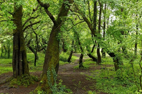 Floodplain forest at Koycegiz Lake with Oriental Sweetgum or Turkish Sweetgum trees (Liquidambar orientalis)