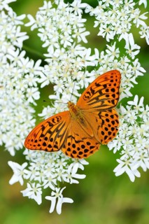 Silver-washed Fritillary (Argynnis paphia) perched on a Chervil plant (Anthriscus)