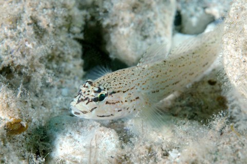 Bucchich's Goby (Gobius bucchichi)