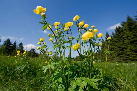 Globe Flower (Trollius europaeus)