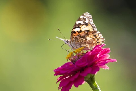 Painted lady (Vanessa cardui) on Zinnia (Zinnia elegans)